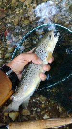 IMG_20170804_164939.jpg