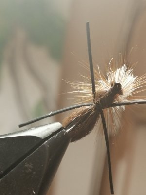 IMG_20201230_184955.jpg