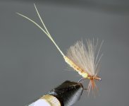 DSC04439.JPG