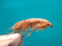 Gammarus.jpg