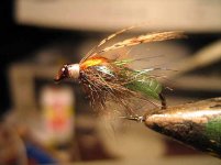 Rhyacophila emerger.jpg