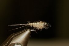 IMG_0588_cr.jpg