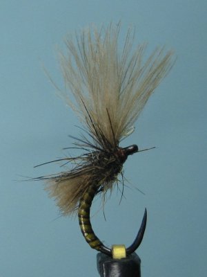 GOLDEN OLIVE PUPA.JPG