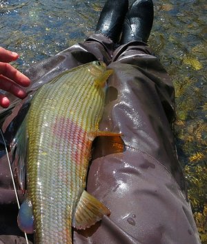 IMG_0658.JPG