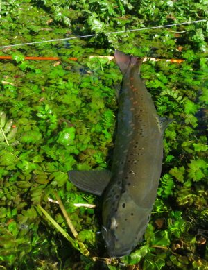 IMG_2635.JPG