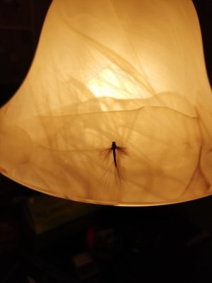 IMG_20251212_202535.jpg