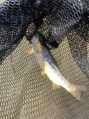 IMG_2179.jpeg