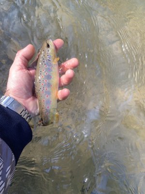 IMG_2169.jpeg