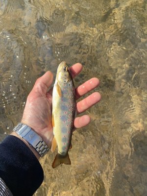 IMG_2165.jpeg