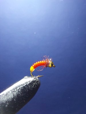 IMG_1411.jpeg