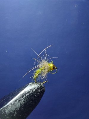 IMG_1410.jpeg