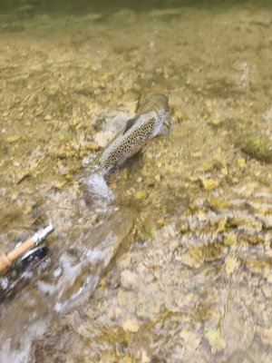 IMG_20260517_141711.jpg