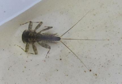 1-stoneclinger-nymph.jpg