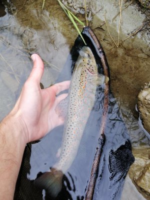 IMG_20260605_174316.jpg