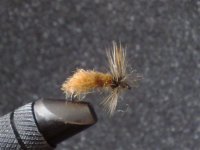 Culture Sedge (Small).jpg