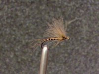 cdc fly.jpg