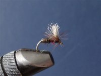 red ant parachute.jpg