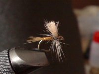 biots BWO.jpg