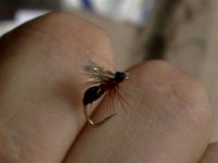 sija Ice Dubb (Small).jpg