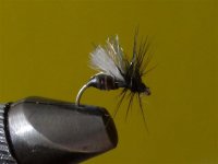 little black ant.jpg