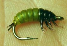 silikonska larva.jpg