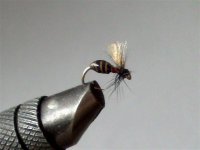 red-black ant.jpg