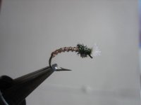 flies 022 (Medium).jpg