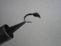 flies 031 (Medium).jpg