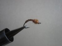 flies 032 (Medium).jpg