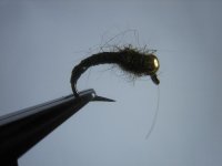 flies 035 (Medium).jpg