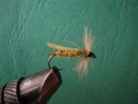 zk (Small).jpg