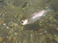 IMG_2353a.jpg