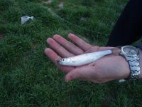 kederce 2 (Small).jpg