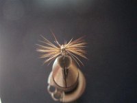 superpupa (Small).jpg
