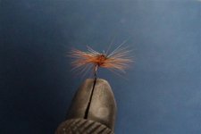 superpupa 2 (Small).jpg