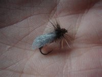 Sizif Sedge (Small).jpg