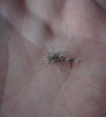 adams midge (Small).jpg
