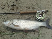 bucko1 5.6.2009.jpg