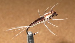 Zacoola Plated body baetis.jpg