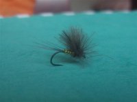 cdc dun (Small).jpg