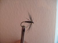 spider3.JPG