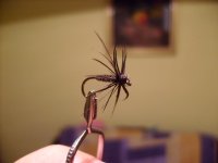 spider5.JPG