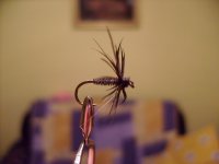 spider5a.JPG