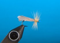 LigthCaddis.JPG