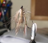 Zacoola Emerger.jpg