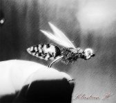 extended body wasp copy.jpg
