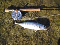 no name fish.jpg