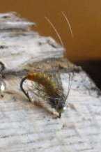 pupa.jpg