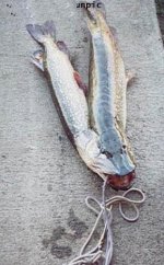 twotails.jpg