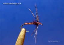 brown ncspider.jpg